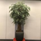 Kunstplant in stenen antraciete plantenbak, hoogte 230 cm