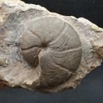 Devonische ammoniet - Gefossiliseerd dier - Maeneceras, Verzamelen, Mineralen en Fossielen