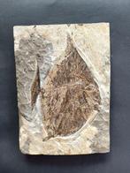 Vis - Fossiele matrix - Paleobalistum (Flagellipinna, Verzamelen, Mineralen en Fossielen