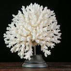 Natuurlijk wit koraal. Acropora Latistella op decoratieve