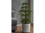 Araucaria Norfolk Pine - Met mand, Verzenden