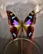 Vlinder Taxidermie volledige montage - Graphium Weiskei - 18