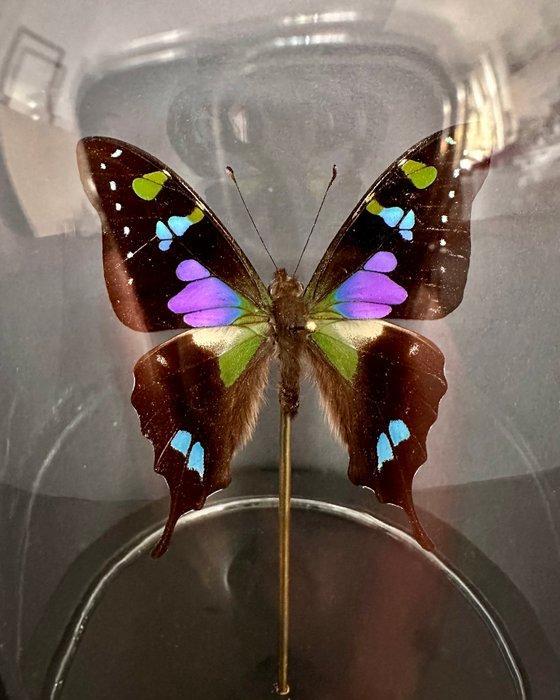 Vlinder Taxidermie volledige montage - Graphium Weiskei - 18, Antiek en Kunst, Curiosa en Brocante
