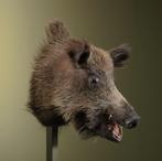 Wild Zwijn Middel Taxidermie Opgezette Dieren By Max, Verzamelen, Ophalen of Verzenden, Nieuw, Wild dier, Opgezet dier