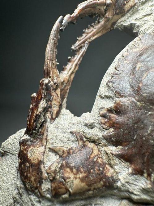 Krab - Fossiel rugschild - Charybdis sp., Verzamelen, Mineralen en Fossielen