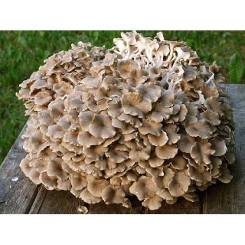 Schermpjeseikhaas (Polyporus Umbellatus) - 100 Vegan Capsule, Sport en Fitness, Gezondheidsproducten en Wellness, Poeder of Drank