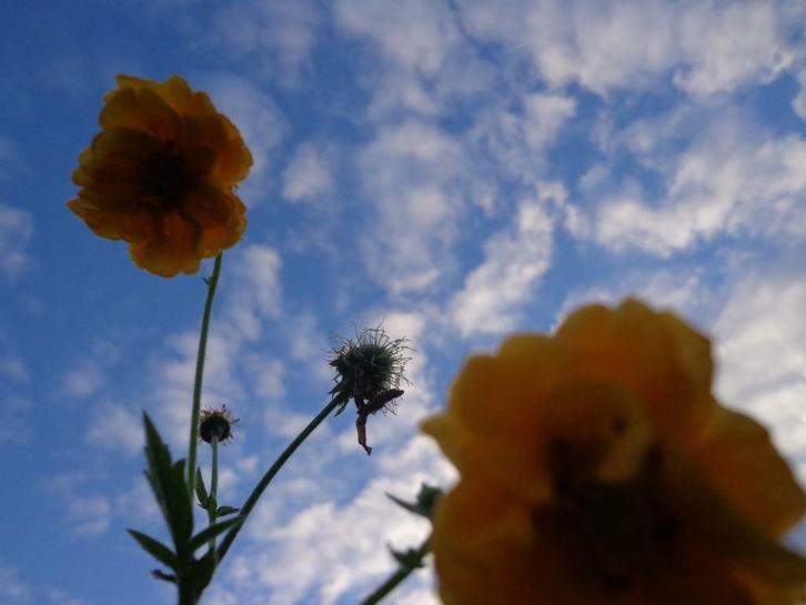 Nagelkruid , Geum Borisii / Geum rivale feuer-/goldball, Tuin en Terras, Planten | Tuinplanten, Vaste plant, Volle zon, Lente