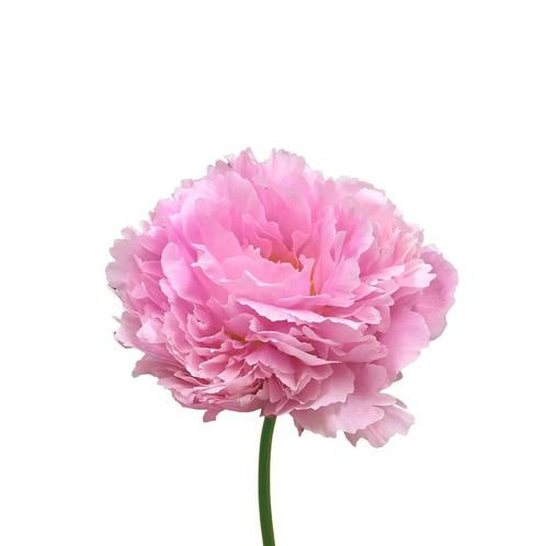 Bloembollen - 6 x Pioen Sarah Bernhardt - roze, Tuin en Terras, Bloembollen en Zaden, Bloembol, Voorjaar, Volle zon, Verzenden