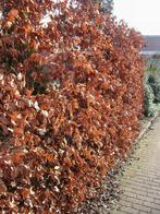 Beukenhaag wortelgoed fagus sylvatica rood en groen, Tuin en Terras, Ophalen, Beukenhaag, Haag
