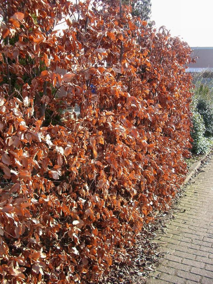 Beukenhaag wortelgoed fagus sylvatica rood en groen, Tuin en Terras, Planten | Struiken en Hagen, Beukenhaag, Haag, Ophalen
