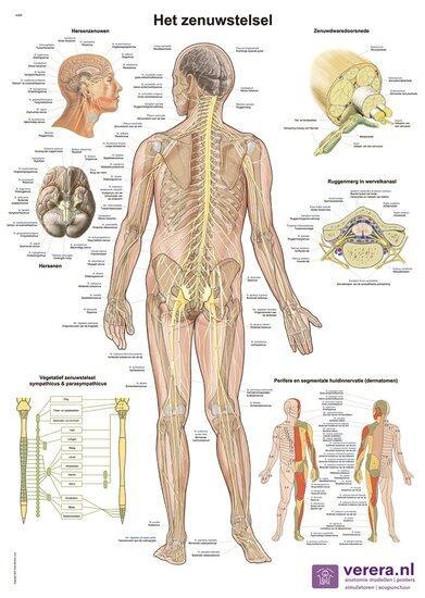 Anatomie poster zenuwstelsel (Nederlands/Latijn, papier, ..., Sport en Fitness, Overige Sport en Fitness, Verzenden