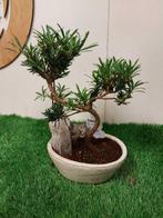 Boeddha-den bonsai (Podocarpus macrophyllus) - Hoogte