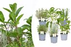 Mix van 6 kruidenplanten (10 - 15 cm), Huis en Inrichting, Kamerplanten