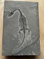 Zeereptiel - Gefossiliseerd dier - Keichousaurus s - 12 cm -, Verzamelen