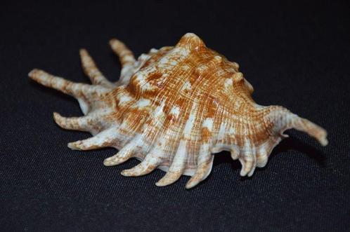 Zeeslak Zeeschelp - LAMBIS MILLEPEDA (Zonder Minimumprijs), Verzamelen, Dierenverzamelingen