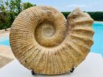 Ammoniet - Fossiel rugschild - Massive 18 kg Jurassic