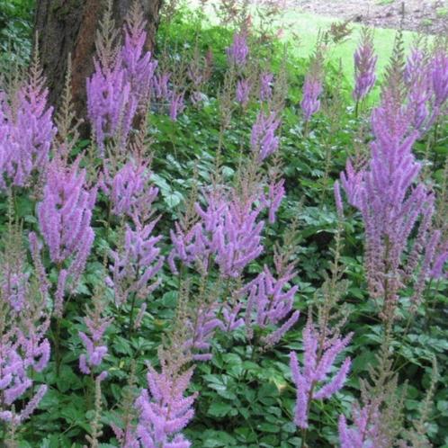 Astilbe chinensis Pumila - Potmaat 9x9 cm, Tuin en Terras, Planten | Tuinplanten, Ophalen of Verzenden