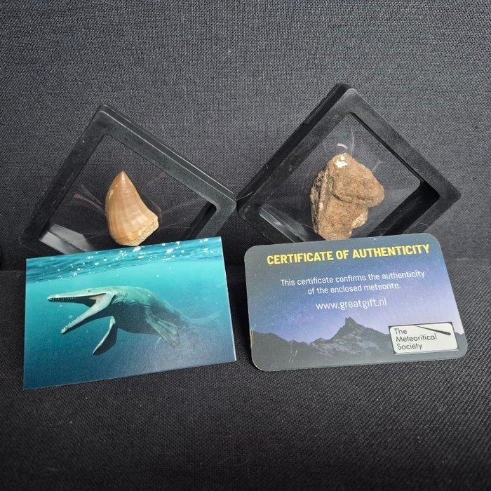 Al haggounia meteoriet mossasaurus tand in display - Hoogte:, Verzamelen, Mineralen en Fossielen