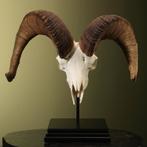 Dalls Schaap Schedel Taxidermie Opgezette Dieren By Max, Ophalen of Verzenden, Nieuw, Wild dier, Opgezet dier