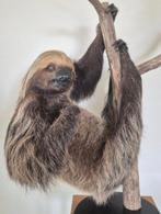 Luiaard Taxidermie volledige montage - Choloepus didactylus, Verzamelen, Dierenverzamelingen, Nieuw