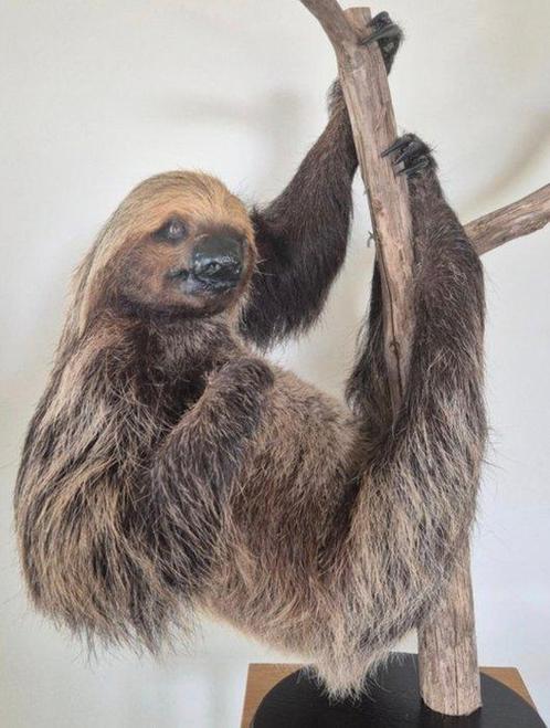 Luiaard Taxidermie volledige montage - Choloepus didactylus, Verzamelen, Dierenverzamelingen