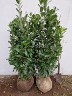 Haag incl. aanleg: conifeer, laurier, olijfwilg, glansmispel, Laurier, Haag