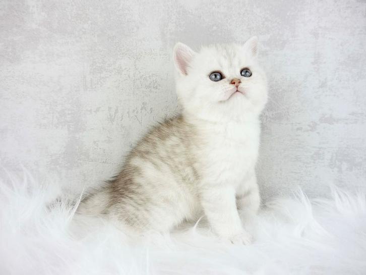 Raszuivere Britse korthaar kittens beschikbaar, Dieren en Toebehoren, Katten en Kittens | Raskatten | Korthaar, Meerdere dieren