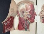 Fournol, Heiser y Samné Drs. - El Médico en Casa. Gran, Antiek en Kunst