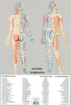 Anatomie poster lymfe (Nederlands, gelamineerd, A2), Verzenden, Nieuw