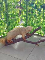 dinsdag Taxidermie volledige montage - Fouine - 40 cm - 60