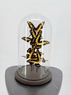 Ulysses vlinders Taxidermie volledige montage - Papilio, Antiek en Kunst