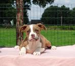 Old English Bulldog pups! | Mogen mee! | Hartelijk Welkom., Dieren en Toebehoren, Honden | Bulldogs, Pinschers en Molossers, Parvo
