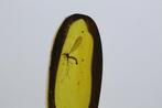 Mosquito (Diptera) - Barnsteen - BURMESE (Zonder