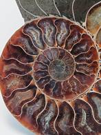 Ammoniet - Gefossiliseerd dier - Aioloceras (Cleoniceras), Verzamelen, Mineralen en Fossielen