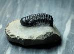 Trilobiet - Gefossiliseerd dier - Crotalocephalina gibbosa -