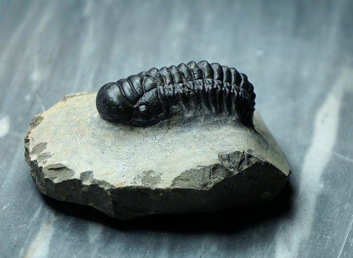 Trilobiet - Gefossiliseerd dier - Crotalocephalina gibbosa -, Verzamelen, Mineralen en Fossielen