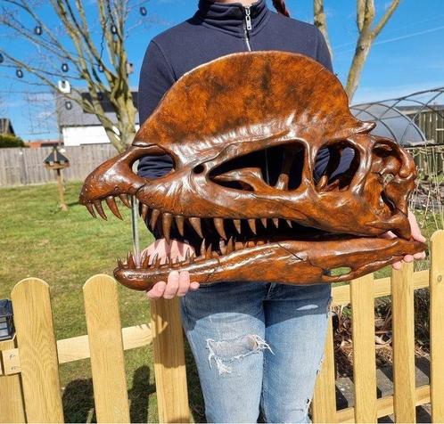 Dinosaurus Schedel - 1:1 Dilophosaurus Skull 60cm Museum, Antiek en Kunst, Kunst | Designobjecten