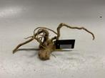 Spiderwood Selected SW85 - 36x13x17cm (Spider wood), Dieren en Toebehoren, Ophalen of Verzenden, Nieuw, Plant(en), Steen of Hout