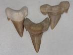 Haai - Fossiele tand - ottodo, Verzamelen, Mineralen en Fossielen
