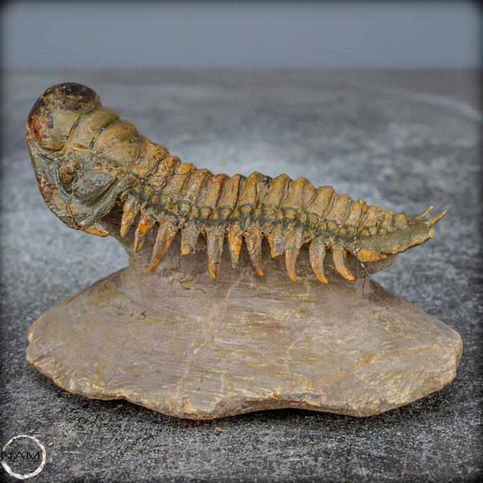 Zeer goed bewaard gebleven trilobietfossiel Crotalocephalina, Verzamelen, Dierenverzamelingen