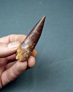 Spinosaurus - Fossiele tand - Spinosaurus aegyptiacus