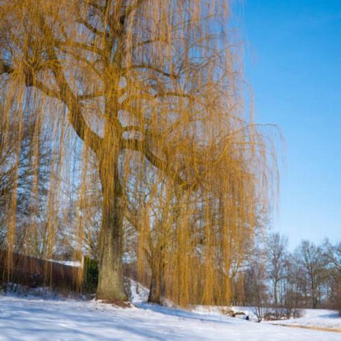 Treurwilg - Salix sepulcralis Chrysocoma - Omtrek: 14-18 cm, Tuin en Terras, Planten | Bomen, Ophalen of Verzenden