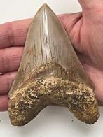 Megalodon tand 11,2 cm - Fossiele tand - Carcharocles