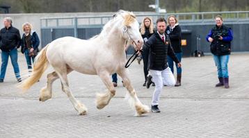 Mooi bonte perlino tinker der dekking beschikbaar voor biedingen