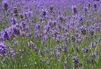 Geurolie Lavendel voor melts kaarsen en zeep 20 ml, Hobby en Vrije tijd, Knutselen, Ophalen of Verzenden, Nieuw