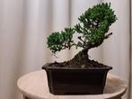 Jeneverbes bonsai (Juniperus) - Hoogte (boom): 17 cm -