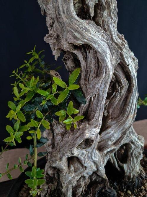 Olijf Bonsaï - Verzameling - Hoogte (boom): 40 cm - Diepte, Antiek en Kunst, Curiosa en Brocante