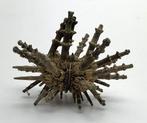 zeer zeldzame en adembenemende spinnenzeester Taxidermie, Verzamelen, Nieuw