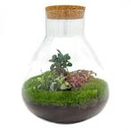 DIY terrarium - Sam XL Bonsai -  35 cm, Verzenden