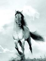 Kunstdruk Blonde Attitude - Mane in the wind 60x80cm, Verzenden, Nieuw